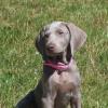 Lola sitting pretty for the camera she is 10 wks old thanks Dave and Jen for the pic