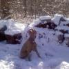 Mya chillin in the snow of 2010 in NC